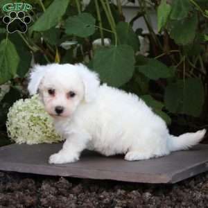 Michelle, Bichon Frise Puppy
